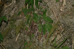 Tectaria zeilanica