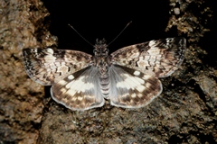 Chiomara