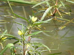 Ludwigia adscendens diffusa