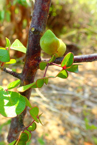 Commiphora orbicularis Engl. 4