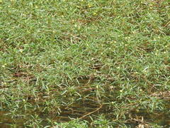 Ludwigia adscendens diffusa