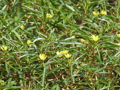 Ludwigia adscendens diffusa