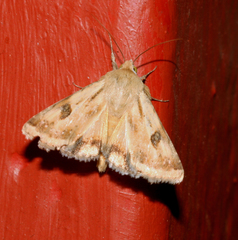 Heliothis scutuligera
