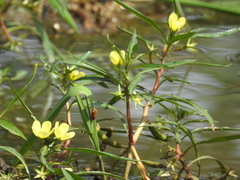 Ludwigia adscendens diffusa