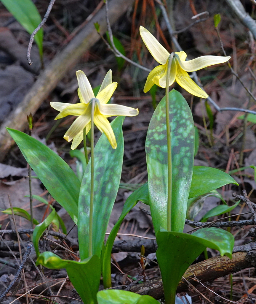yellow trout lily from Merivale Gardens Grenfell Glen Pineglen Country Place, Ottawa, ON