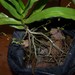 Angraecum zeylanicum - Photo (c) kevinjolliffe, algunos derechos reservados (CC BY-NC)