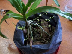 Angraecum zeylanicum image