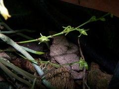 Angraecum zeylanicum image