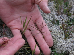 Anisotome filifolia