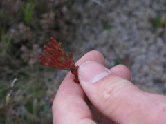 Anisotome filifolia