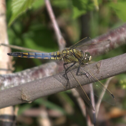 Black-tailed Skimmer photo 6