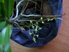 Angraecum zeylanicum image