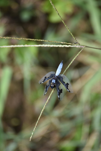 Portia Widow