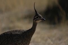 Eudromia elegans