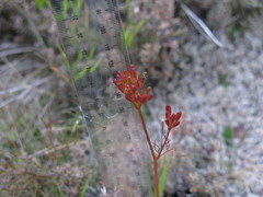 Anisotome filifolia