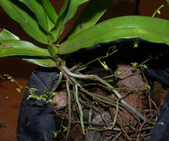 Angraecum zeylanicum image