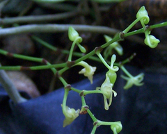 Angraecum zeylanicum image