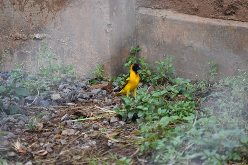 Village Weaver