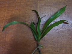 Angraecum zeylanicum image