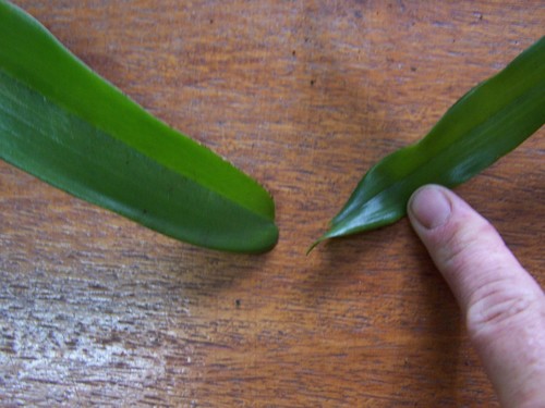 Angraecum zeylanicum image