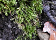 Rhynchostegium aquaticum