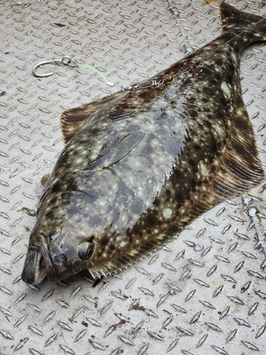Foto de alabato del Pacífico (Hippoglossus stenolepis)