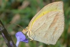 Eurema laeta