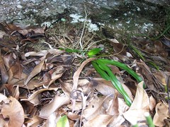 Angraecum zeylanicum image