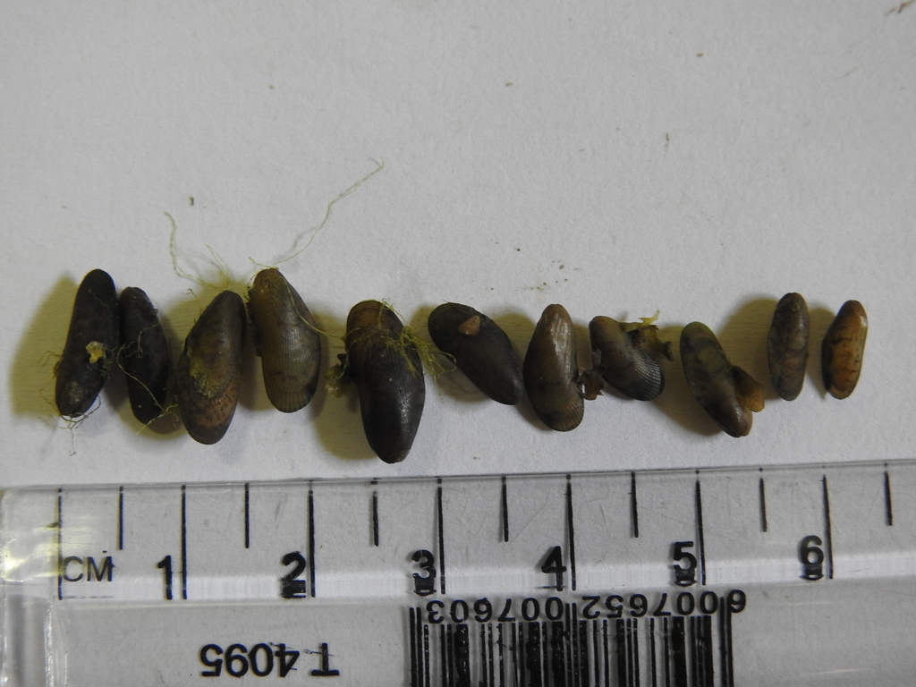 Brack-water Mussel