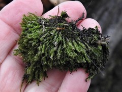 Rhynchostegium aquaticum