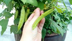 Psophocarpus tetragonolobus