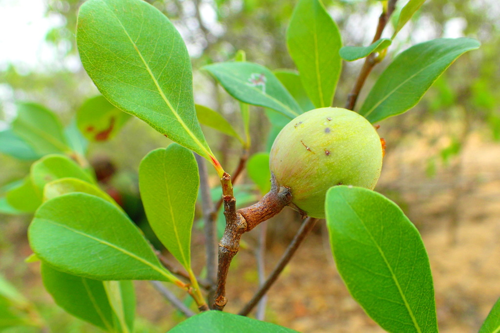 Capurodendron