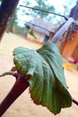 Ampelocissus elephantina