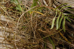 Image of Oeoniella aphrodite