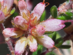 Erica interrupta