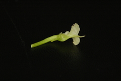 Oeoniella aphrodite image