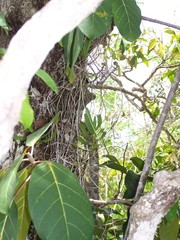 Oeoniella aphrodite image