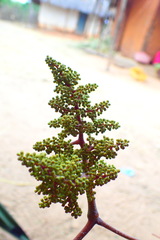 Ampelocissus elephantina