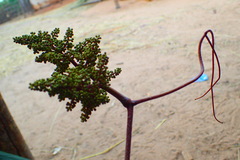 Ampelocissus elephantina