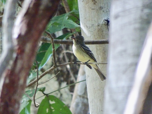 Elaenia chiriquensis