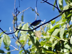 Coereba flaveola mexicana