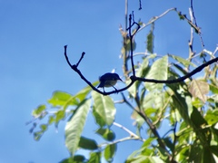Coereba flaveola mexicana