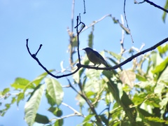 Coereba flaveola mexicana