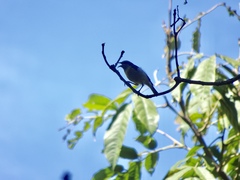 Coereba flaveola mexicana