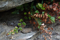 Pellaea calidirupium