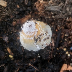 Psathyrellaceae