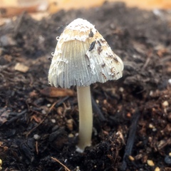 Psathyrellaceae
