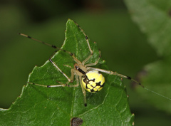 Phylloneta pictipes