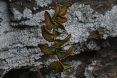 Pellaea calidirupium