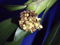 Image of Agrostophyllum occidentale